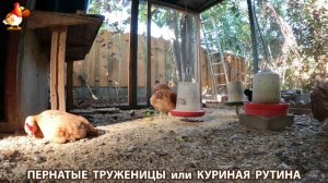 Куриная рутина – что делают куры на выгуле 😂 эпизод (174)