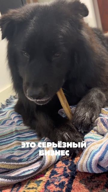 Это серьёзное дело. Прошу не беспокоить. 🐕🦴  Две лапы. Одна кость. Троцкий занят.