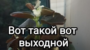 17-06-2026. Вот такой вот выходной.