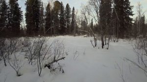тайга заблудились в горельнике