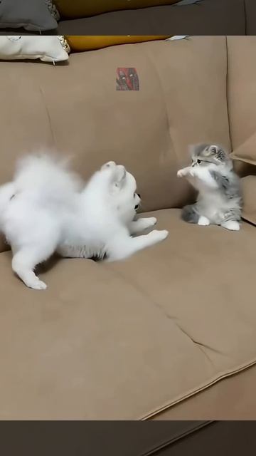 Смешные и милые КоТиКи 😼🫶😎