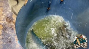 Ежедневное зарыбление форели на лесном пруду