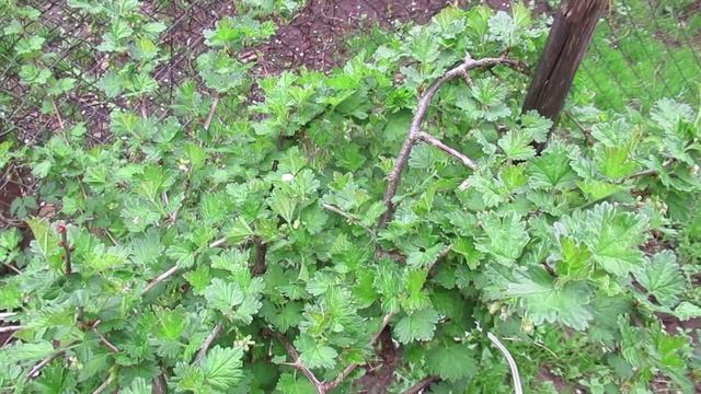 Какую почву любит крыжовник, чтобы давать щедрый урожай