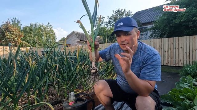 Резкое укрупнение головки чеснока перед уборкой, финальная подкормка.