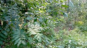 Наш лес 🌲🌳👍