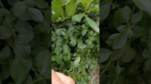 Продолжаю тему «Сад без обработки».