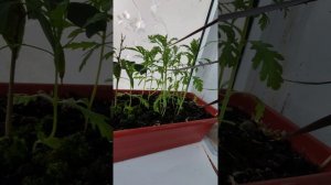 Мои цветочки