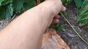 2527. Хотите крупную ягодку ? Тогда.....