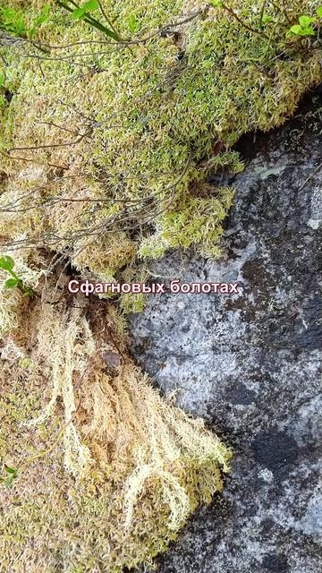 ПРИРОДНЫЙ КОНСЕРВАНТ И АНТИСЕПТИК
