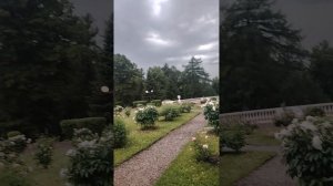 Усадебный комплекс Горки. После грозы. Нюхаю мокрые пионы.