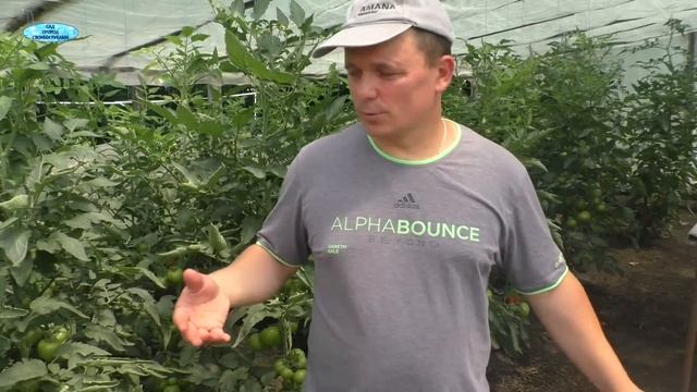 Томаты наливаются на глазах после этои подкормки. Гумат калия для томатов. смотреть онлайн