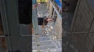 Собаки живущие перед приютом