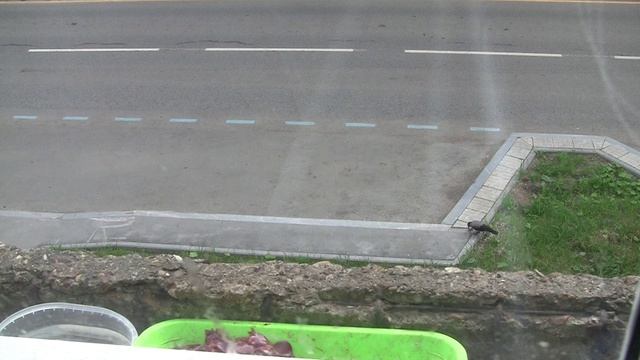 Динозавры 2026 06 16 AVC бз