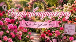 Обзор цветущих роз