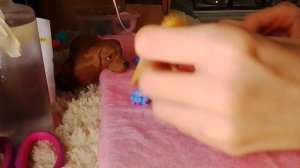сегодня удаляем коготочки у мъкошечки
