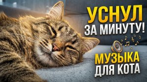 Мелодия спокойствия: кот в расслаблении #кот #музыка #спокойствие
