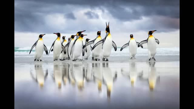 Об итогах Bird Photographer of the Year 2025