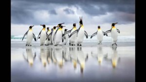 Об итогах Bird Photographer of the Year 2025