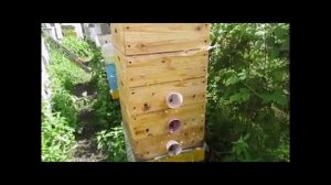 объединение семей на главный взяток , особенности и засады ( видео из архива )