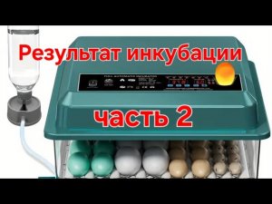 Полностью автоматический инкубатор из Китая,результат