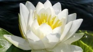 Лебединая верность  Стихи Розалии Мартысь. Исполнение  и клип Валентина Коршака.