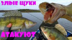 ТАКИХ ЗЛЫХ ЩУК, ОГРОМНЫХ ОКУНЕЙ С СУДАКАМИ МЫ НЕ ОЖИДАЛИ!