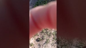 99 ночей в лесу в реале 2 часть