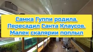 Самка Гуппи родила. Пересадил Санта Клаусов. Малек скалярии поплыл
