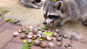 🦝 ХРУСТИТ ТАК, ЧТО ЗАКЛАДЫВАЕТ УШИ! Еноты устроили пир с улитками (Только для крепких нервов)