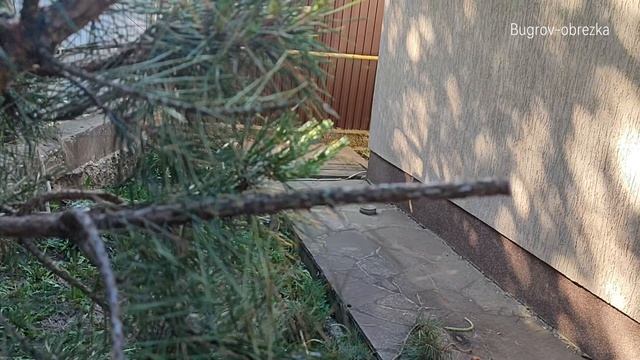 Стрижка сосны. Как не нужно делать. Агроном Бугров