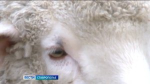 На Ставрополье в самом разгаре кампания по стрижке овец