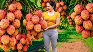 Сбор экзотических личи и продажа их на рынке. Сбор меда, бананов и папайи. Жизнь во Вьетнаме