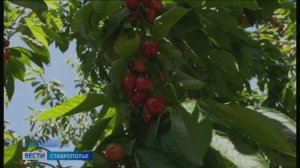На Ставрополье собирают черешню: как на урожай повлияла непогода