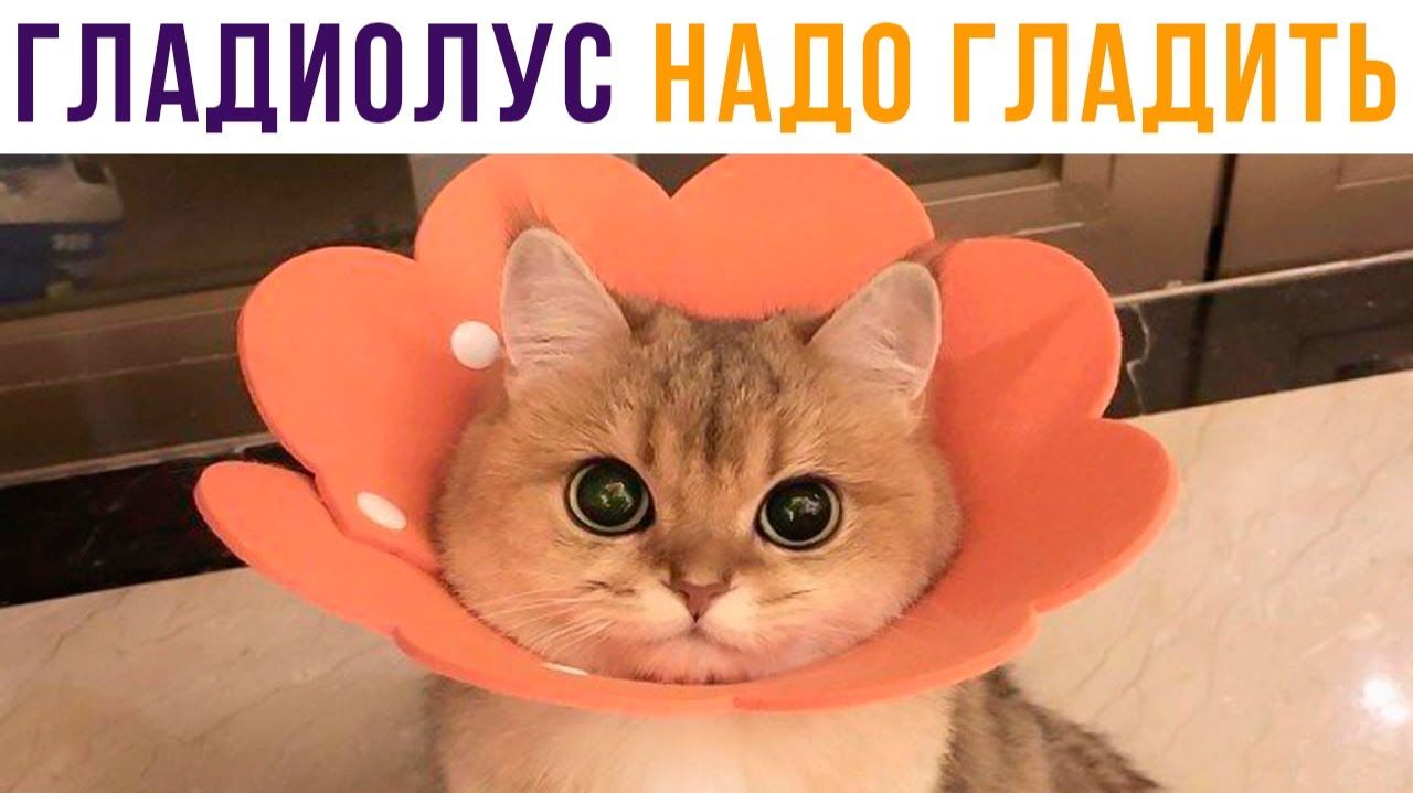 ГЛАДИОЛУС НАДО ГЛАДИТЬ!))) Приколы с котами смотреть онлайн
