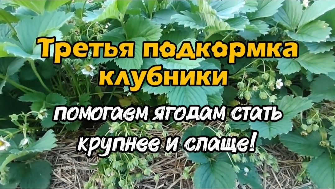 Третья подкормка клубники. Помогаем ягодам стать крупнее и слаще!