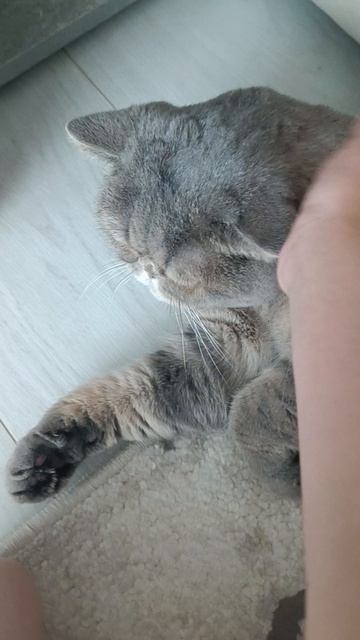 😺 смотреть онлайн