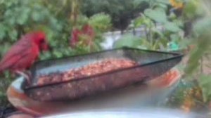 Отличный контент с участием птиц!#птицы #cutbirds #красивыептицы #birdvideo #birdlover #bird