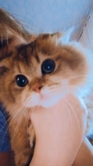 мой котик вырос😻😻😻