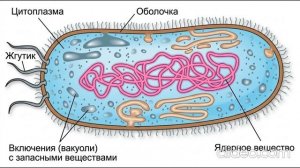 Строение клеток эукариотов и прокариотов - отличия