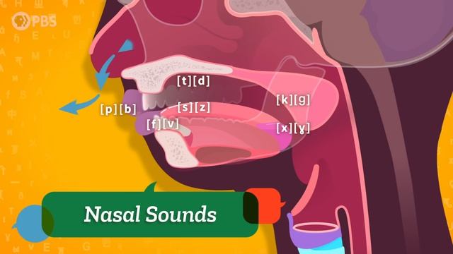 8. Phonetics - Consonants: Crash Course Linguistics смотреть онлайн