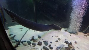 Аквариумные рыбки | Аквасалон Водный Мир