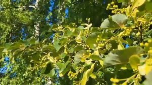 Зацветает липа🌿🌿🌿