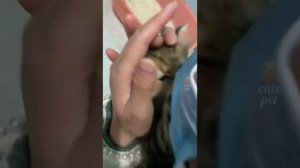 Видео про самых милых про самых пушистых созданиях