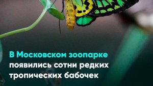 В Московском зоопарке появились сотни редких тропических бабочек