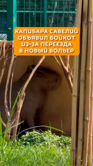 Капибара Савелий объявил бойкот из-за переезда в новый вольер