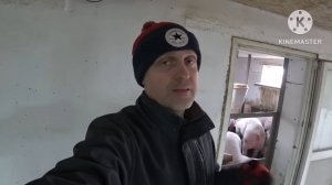 ‼️ Забой свиней‼️ Свиньи как бизнес