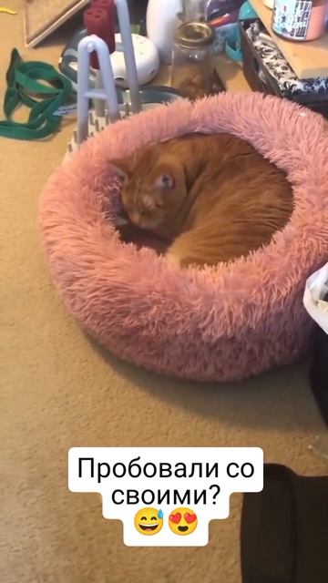 А ваш котик вам говорит будь здоров? 🙂