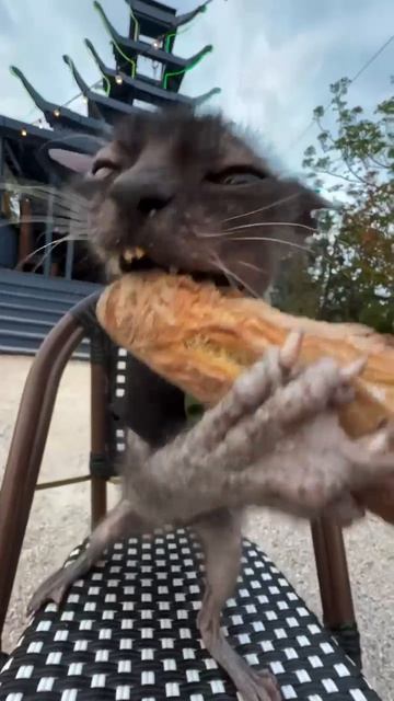 Хруст французской булки 😼