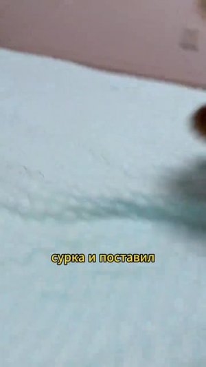 Я люблю всех животных😇