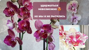 😄Где-то между «нет больше места» и «это мне надо»😄 новинки в коллекцию орхидей🌸 #phalaenopsis